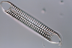 Entopyla