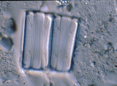Eunotia spec.