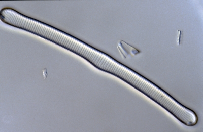Eunotia formica