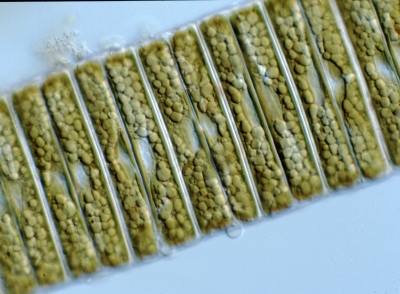 Eunotia spec.