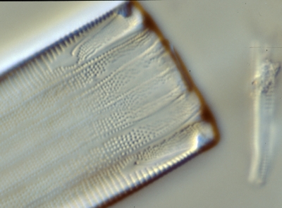 Eunotia spec.