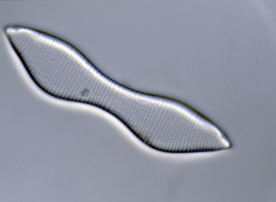 Eunotia didyma