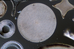 Eupodiscus