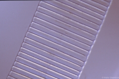 Fragilaria