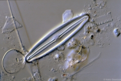 Frustulia