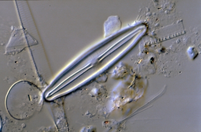 Frustulia vulgaris