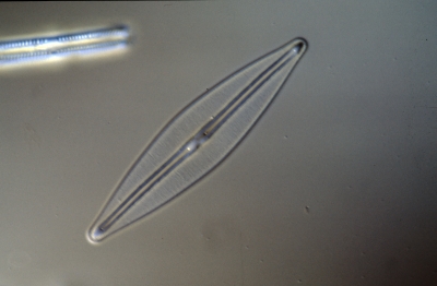 Frustulia rhomboides