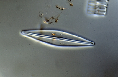 Frustulia rhomboides