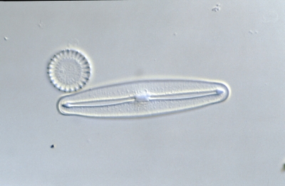 Frustulia vulgaris