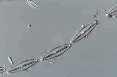 Frustulia rhomboides