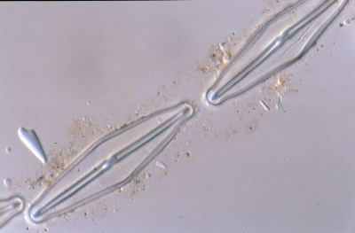 Frustulia rhomboides