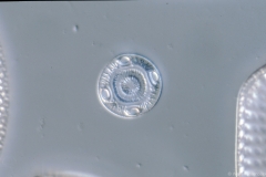 Glyphodiscus