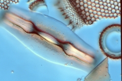 Gonothecium