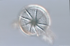 Gyrodiscus