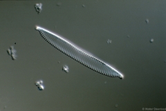 Hantzschia