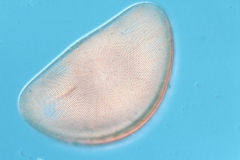 Hemidiscus