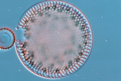 Heterodictyon