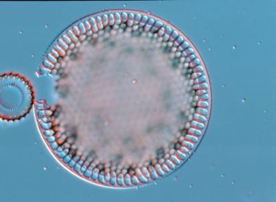 Heterodictyon