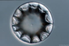 Ktenodiscus