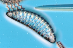 Leudugeria