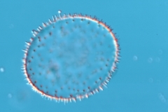 Liradiscus