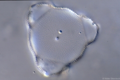 Lithodesmium