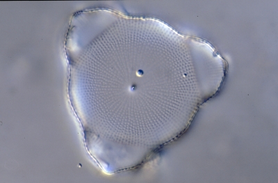 Lithodesmium undulatum