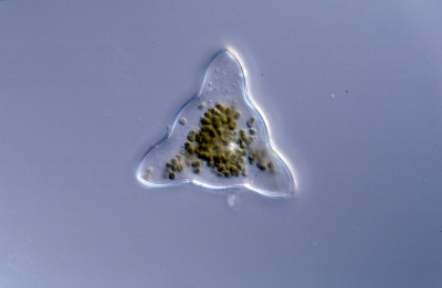 Lithodesmium undulatum