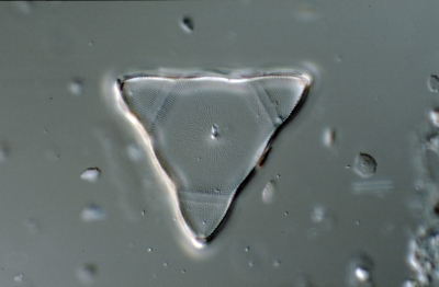 Lithodesmium spec.
