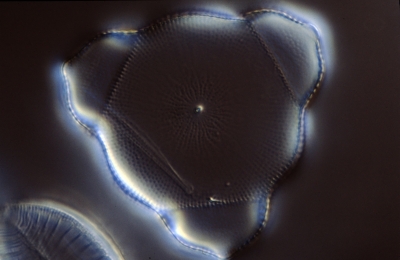 Lithodesmium undulatum