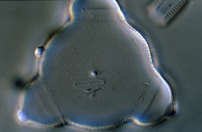 Lithodesmium spec.