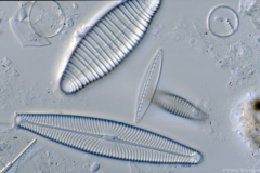 Navicula