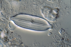 Neidium