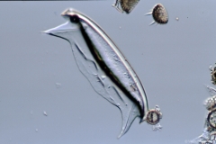 Odontropis