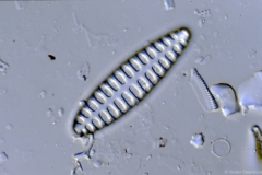 Opephora