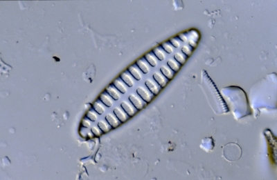 Opephora spec.