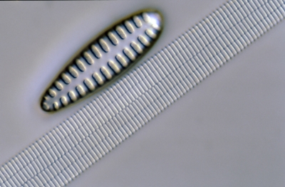 Opephora pacifica