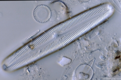 Pinnularia