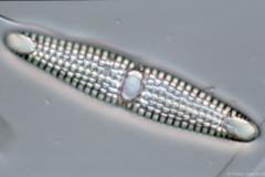 Plagiogramma