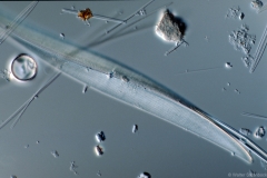 Pleurosigma
