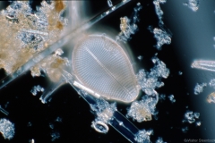 Podocystis