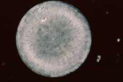 Podosira