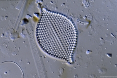 Raphoneis
