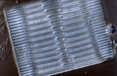 Rhabdonema adriaticum