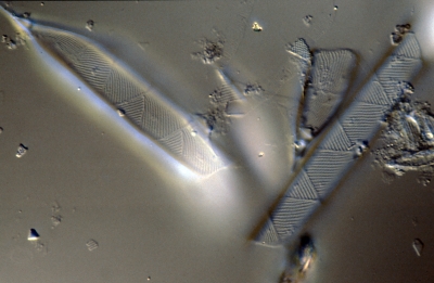 Rhizosolenia imbricata