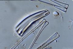 Rhoicosphenia