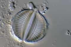Rhopalodia