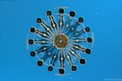 Rosette