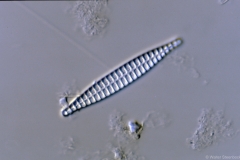 Sceptroneis