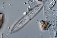 Scoliotropis